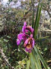Orquídea