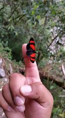 Borboleta encontrada durante a caminhada