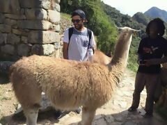 Lama em Machu Picchu
